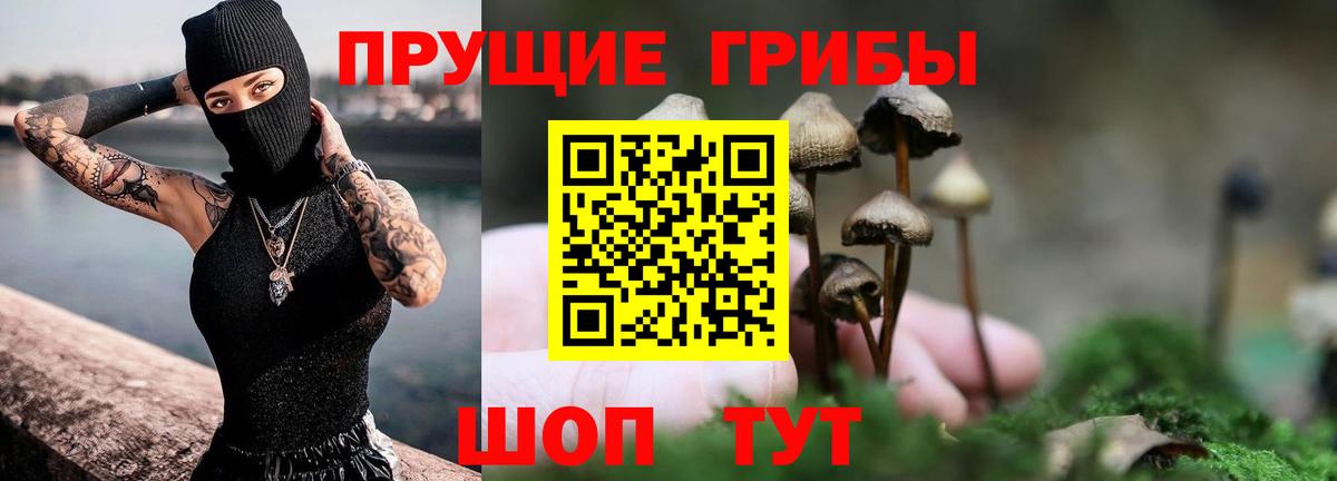 Псков  закладка  Вход с VPN  Псилоцибиновые грибы Psilocybine cubensis 